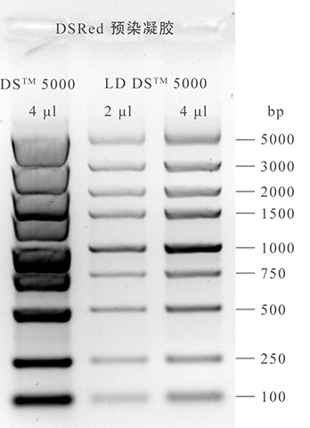 636dc70f37acf-1