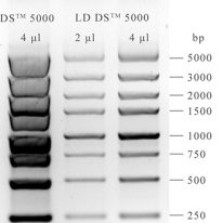 一招解决DNA Marker条带扭曲分不开