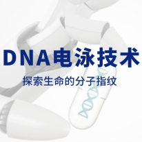 技术分享丨DNA电泳技术：探索生命的分子指纹