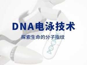 技术分享丨DNA电泳技术:探索生命的分子指纹