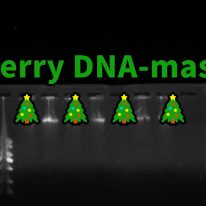 技术分享丨 实验室里的圣诞树：DNA电泳条带的秘密