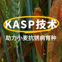 前沿聚焦 | KASP技术助力小麦抗锈病育种：从基因分型到精准选育