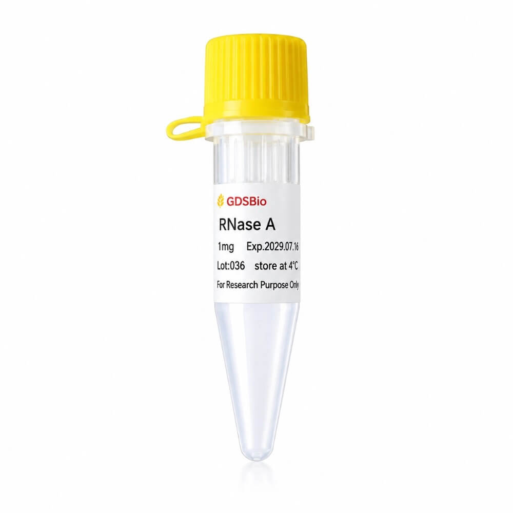 RNase A冻干粉末 N9047
