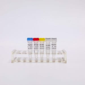 RT-PCR Mix for qPCR(预混型逆转录试剂盒)R1031