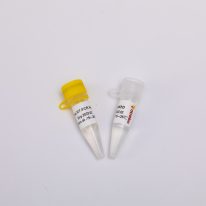 2X One Step RT-PCR Mix RP1001B