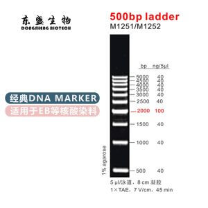 500bp Ladder DNA Marker M1251/M1252