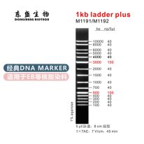 1kb Ladder Plus DNA Marker M1191/M1192