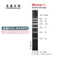 Marker 1 DNA Marker M1081/M1082