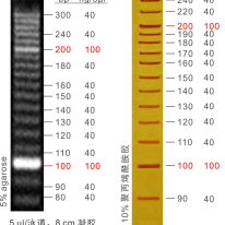 10bp Ladder DNA Marker M1011/M1012