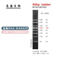 50bp Ladder DNA Marker M1041/M1042