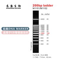 200bp Ladder DNA Marker M1151/M1152