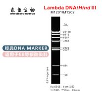 Lambda DNA/HindIII DNA Marker M1201/M1202