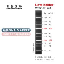 Low Ladder DNA Marker M1031/M1032