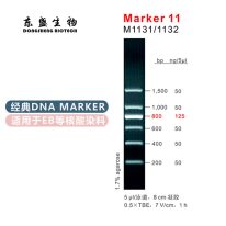 Marker 11 DNA Marker M1131/M1132