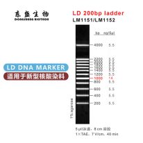 LD 200bp Ladder DNA Marker LM1151/LM1152