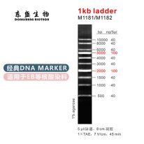 1kb Ladder DNA Marker M1181/M1182