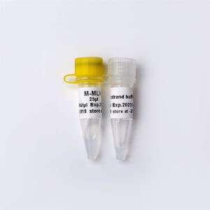 M-MLV(重组型逆转录酶)(R1041-R1042)
