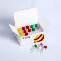 Fast DNA Library Plus Prep Kit for MGI KM004-A KM004-B