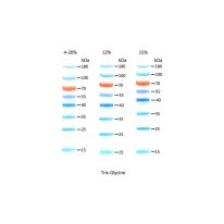 15-180KD Prestained Protein Ladder  D1011-A D1011-B