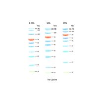 10-180KD Prestained Protein Ladder  D1013-A D1013-B