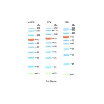 10-250KD Prestained Protein Ladder  D1012-A D1012-B