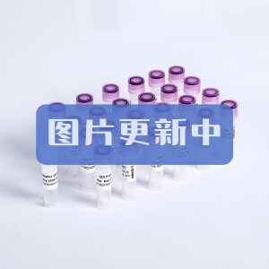 2X Libra HIFI PCR Master Mix